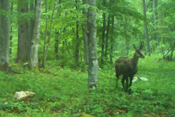 ZBOG EGZOTIČNOG LOVA, NA TARU SU DOLAZILI TURISTI IZ CELOG SVETA: Ova koza košta čak preko 2 hiljade evra (FOTO)