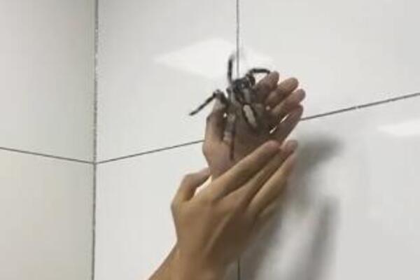 ČOVEK PUSTIO DA GA UJEDE TARANTULA ZA GOLU RUKU I SNIMIO: Osetio je OŠTRU BOL, a kad je pogledao U NJU... (VIDEO)