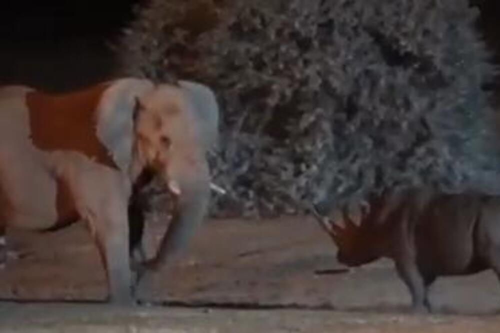 OBJAVLJEN SNIMAK SUDARA 2 TITANA- SLONA I NOSOROGA: Kad vidite ko je koga NOKAUTIRAO, uhvatićete se za glavu VIDEO