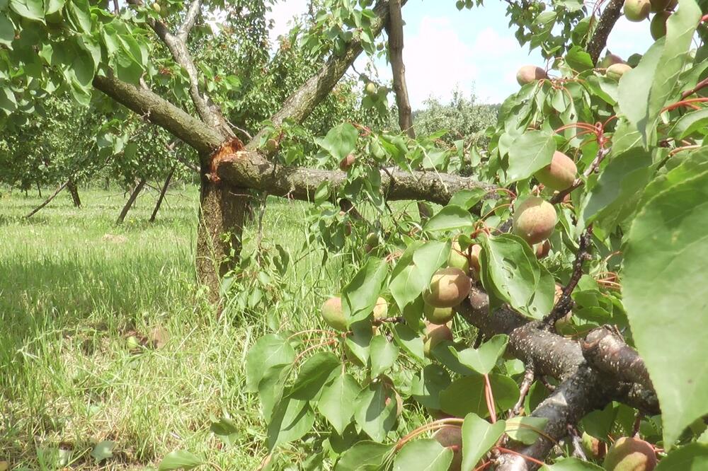 OD VOĆA I ŽITARICA NIJE OSTALO NIŠTA: Jako nevreme pogodilo ŠUMADIJSKA SELA - pričinjena velika šteta (FOTO)