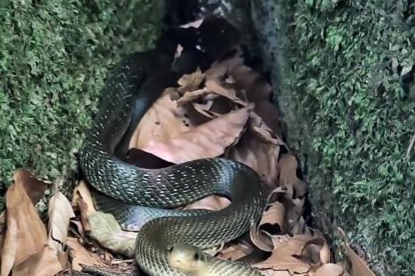 KAKO CRNOGORCI REAGUJU NA ZMIJE? Osvanuo snimak koji seje BOJAZAN, a oni.. Zbog ovoga ćete PLAKATI OD SMEHA (VIDEO)