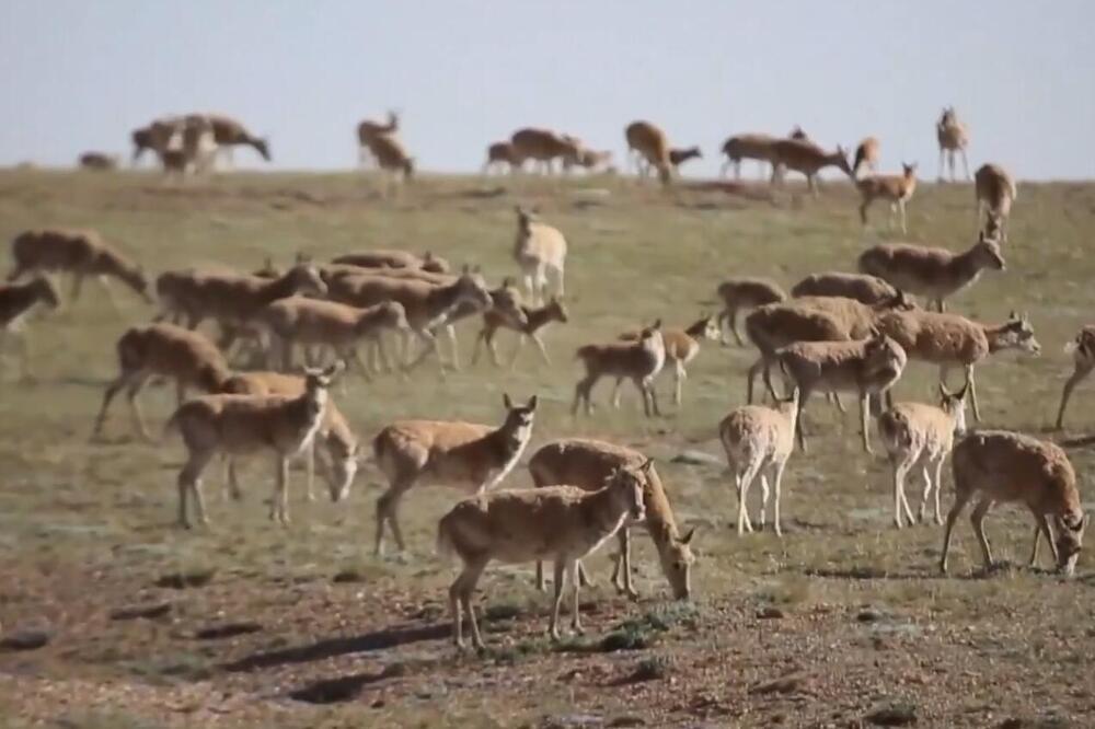 U KINI SE OBNAVLJAJU POPULACIJE UGROŽENIH ŽIVOTINJSKIH VRSTA (VIDEO)