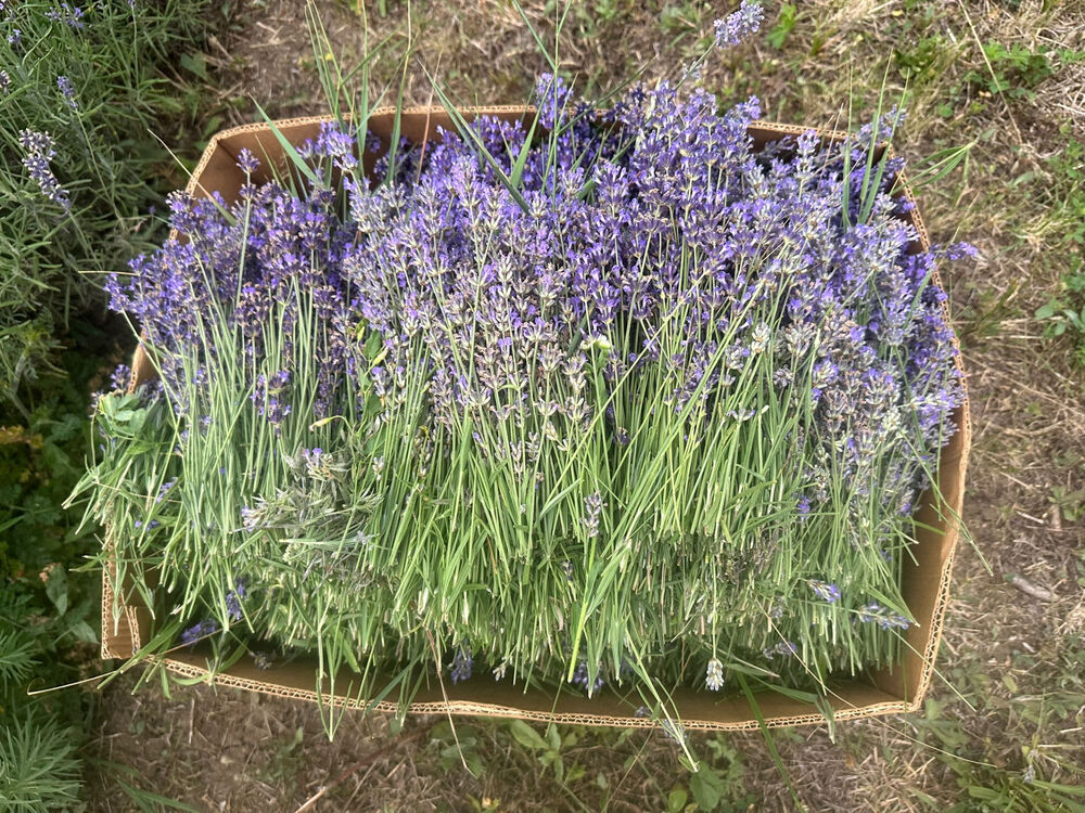 Bojan Milenković, Lavanda