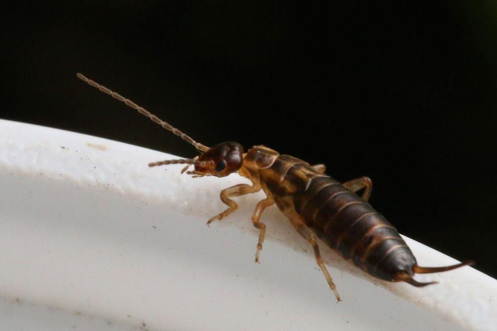 EVO DA LI BUBA UŠARA STVARNO ULAZI U UŠI I DA LI MOŽE DA POVREDI BUBNU OPNU: Mužijak je jači i opasniji!