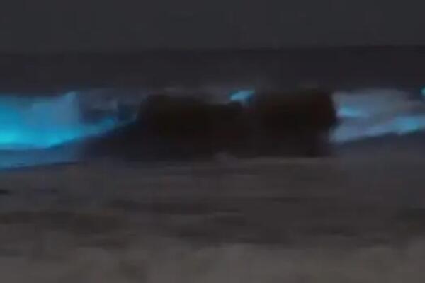 Ušli su u more da se okupaju, a onda su videli neobičnu svetlost: Iz dubina vrebalo je ovo (VIDEO)