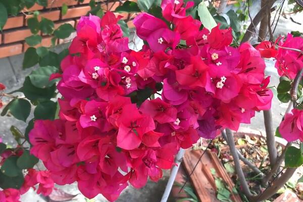 Najlepše saksijsko cveće na koje će komšiluk biti ljubomoran: Obožava sunce, lako se neguje, a izgleda PRELEPO