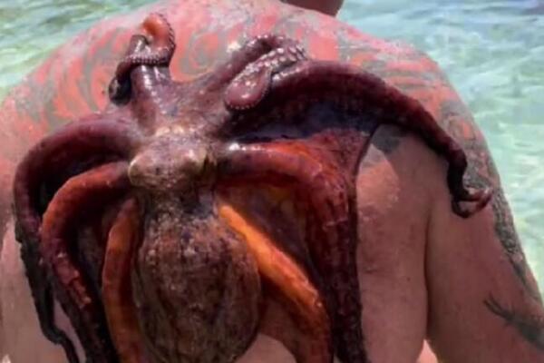 Hobotnica se zakačila čoveku za leđa i ne pušta: Ljudi dotrčali u pomoć, gledajte samo ovo spasavanje (VIDEO)
