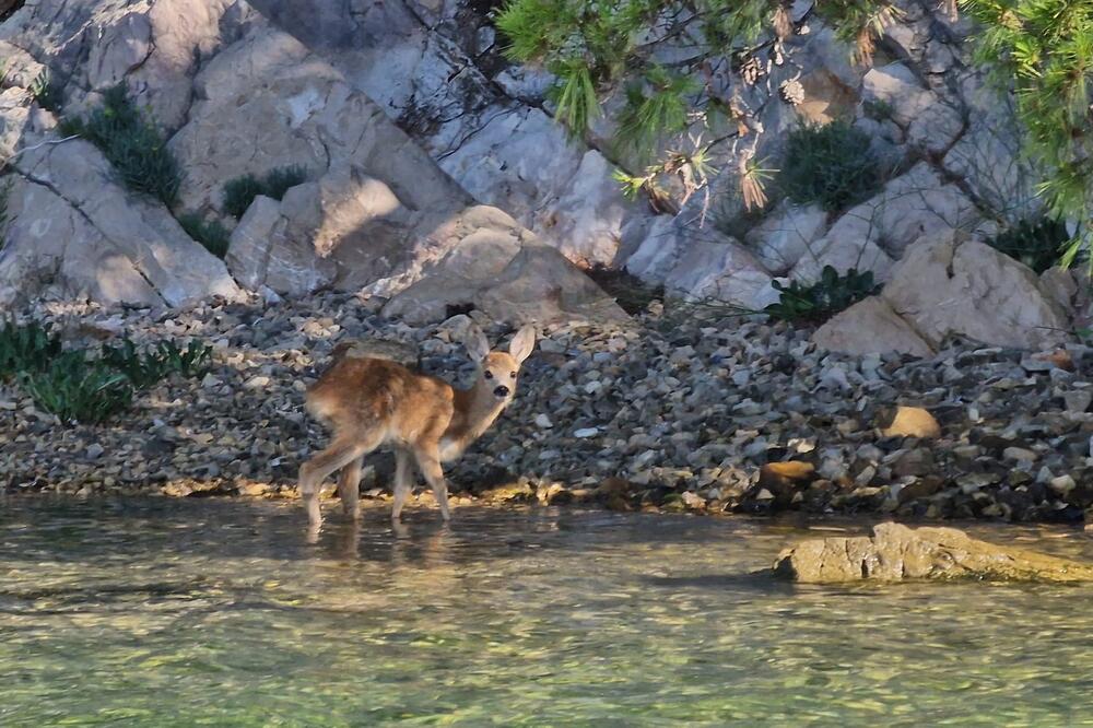 Malo lane traži svoju mamu, ali... Grcaćete u suzama zbog prizora iz Šibenika, ovo je srceparajuće (FOTO)