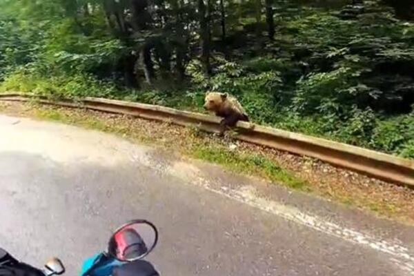 Urnebesan snimak motocikliste koji naleteo na medveda kod Valjeva: Niko nije očekivao da će uraditi ovo! (VIDEO)