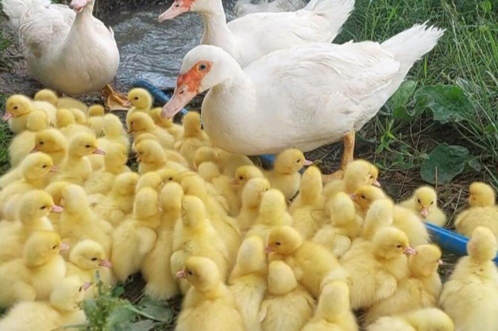 Boško u dvorištu zatekao neverovatan prizor, zadesile ga "slatke muke": Sve je uslikao - već se bacio u akciju