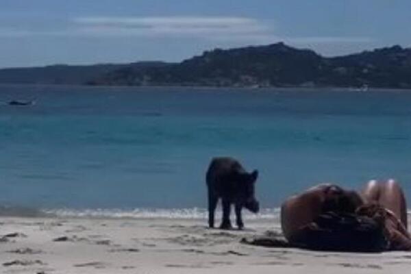 ZALJUBLJENI PAR NA PLAŽI UZNEMIRILA DIVLJA SVINJA: Krenula pravo na njih, pa se dočepala torbe i počela da...