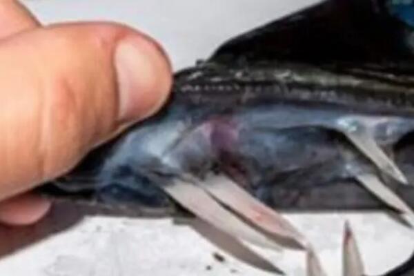 Očnjaci preko tri centimetra, riba kanibal pronađena je ovde: Ovo čudovište izvukli su ribari, kad su je videli...
