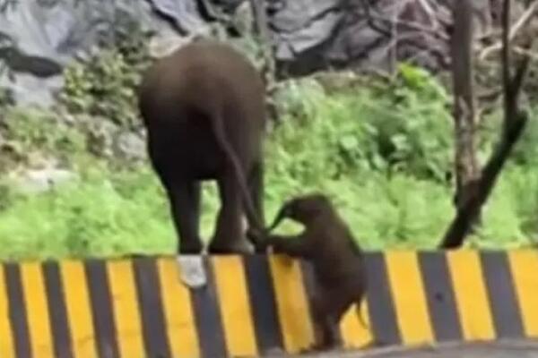 Slonče nije moglo da preskoči ogradu, pa mu je pomogla mama: Istopićete se od slatkoće kad vidite ovu scenu (VIDEO)