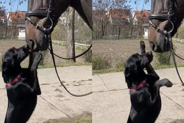 Pogledajte samo ovu njuškicu: Pas Milica je novi član čete konjarnika Policijske brigade (FOTO)