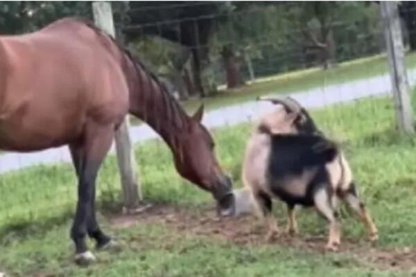 Konj i koza su najbolji prijatelji, a ovaj snimak topi srca: Prizor koji će vam popraviti dan (VIDEO)