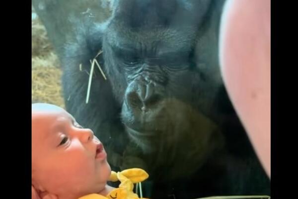 Ispred žene i deteta stvorila se ogromna gorila: Prišla im je, a onda uradila nešto nečuveno, au ljudi (VIDEO)