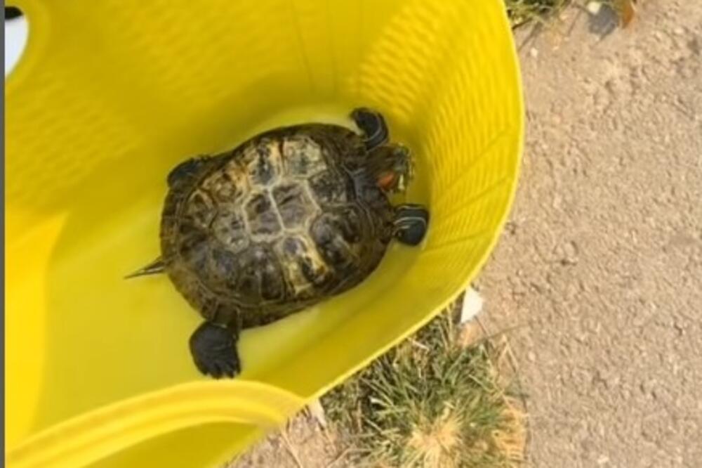 Kornjačica ostavljena na vrućini u Novom Sadu, a onda se pojavila ona: Pogledajte akciju spasavanja Mikelanđela!