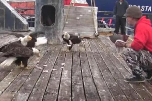 Ribar je hranio čitavo jato orlova: Kada je pogledao levo, frapirao se prizorom (VIDEO)