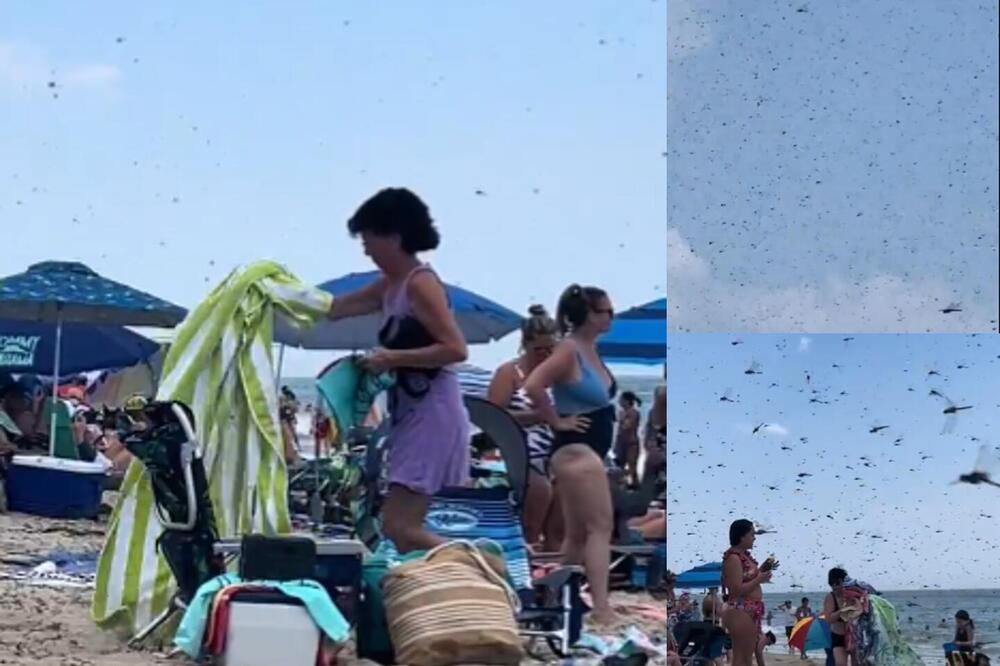 Biblijska pojava na poznatoj plaži: Jezivi snimci ogromnih insekata šokirali turiste, bežali su na sve strane VIDEO