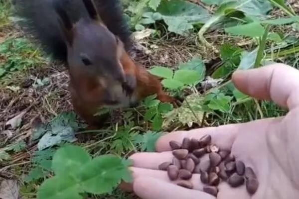 Veverica je jela čoveku iz šake, a onda se desilo nešto jako čudno: Ni nauka ovo ne može da objasni (VIDEO)