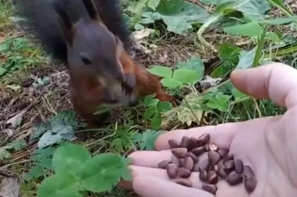 Veverica je jela čoveku iz šake, a onda se desilo nešto jako čudno: Ni nauka ovo ne može da objasni (VIDEO)