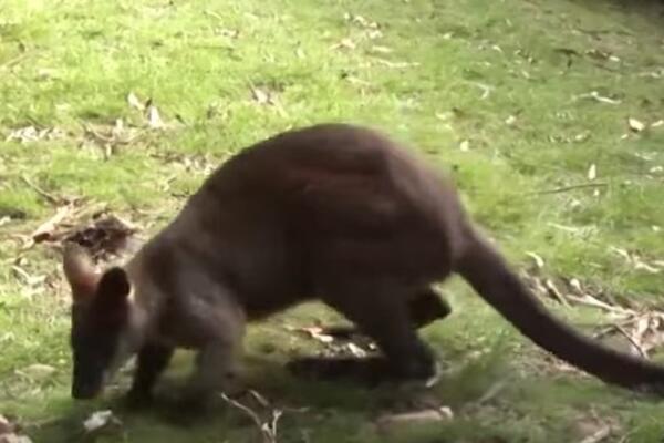 Kengur pobegao iz zatvora: Ovako su stražari uhvatili sirotu životinju, mučenik! (VIDEO)