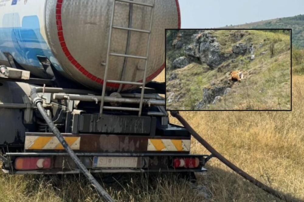 Tragična slika na Pešterskoj visoravni: Životinje umiru od gladi, ljudi žedni, ali i njihova stoka (FOTO)