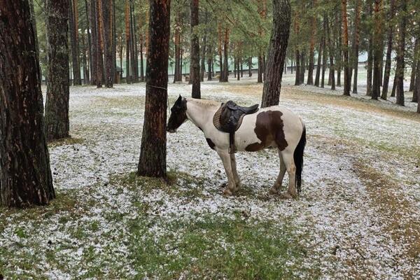 "Kad bi životinje pričale, čovek bi se stideo!" Pogledajte ovog nedužnog konja na Zlatiboru, užas! (FOTO)