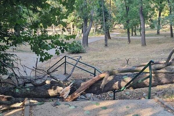 "Deca su prošla pre 10 sekundi tu!" Palo ogromno drvo u parku na Banovom brdu, za dlaku izbegnuta nesreća (FOTO)