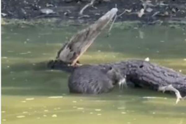 Pančevci digli frku zbog misteriozne životinje u Tamišu! Tvrde da su videli džinovskog pacova, a zapravo... (VIDEO)