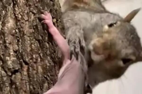 Veverica je mislila da je izgubila svoje mladunče: Kada vidite njenu reakciju, suze će vam poći na oči (VIDEO)