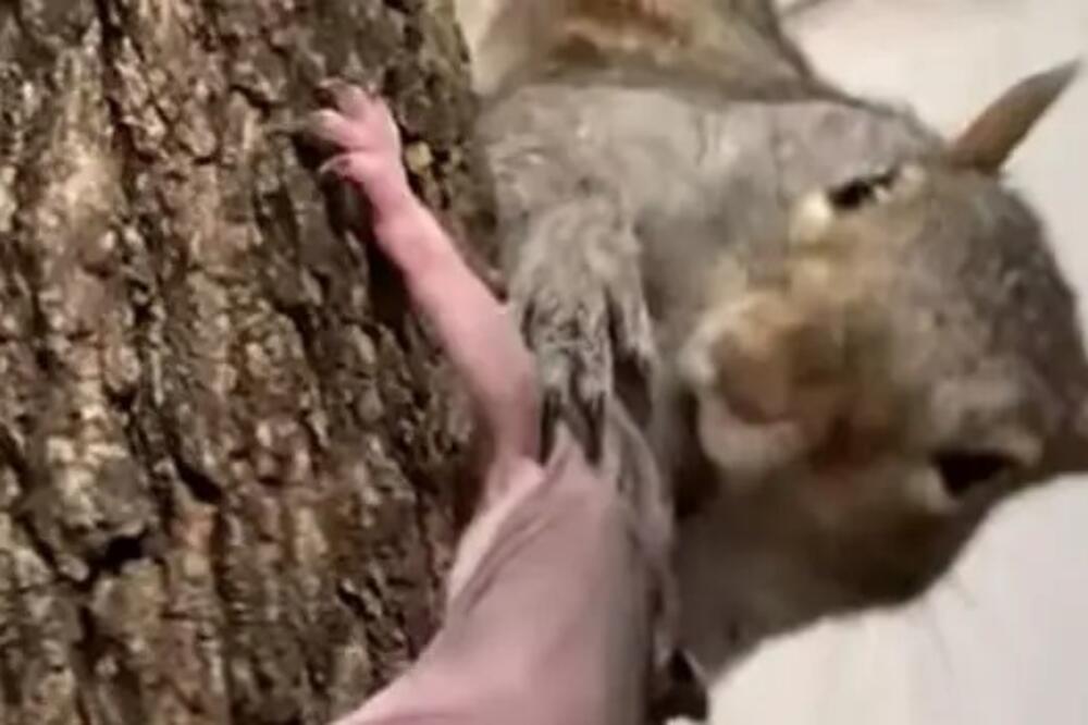 Veverica je mislila da je izgubila svoje mladunče: Kada vidite njenu reakciju, suze će vam poći na oči (VIDEO)