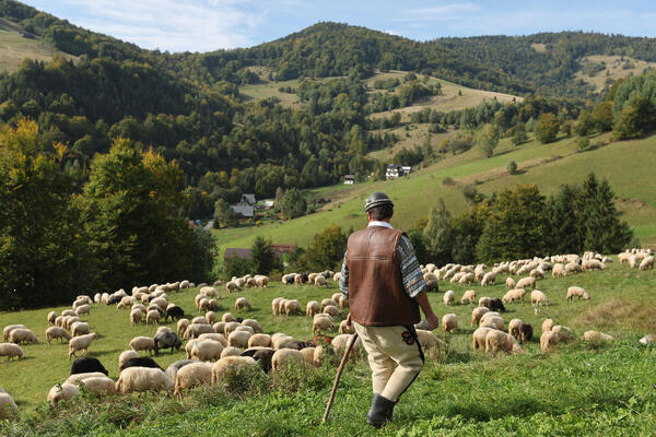 Nestao pastir u Crnoj Gori: Koze se vratile, ali od njega ni traga