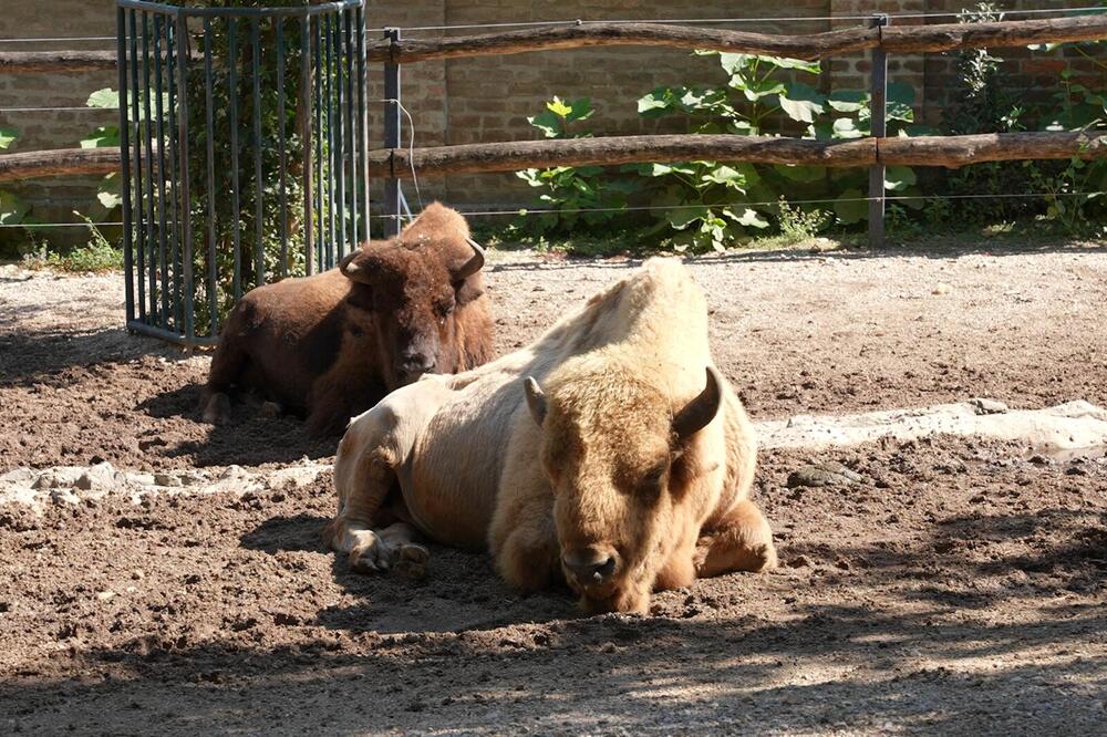 Leto u Beo zoo vrtu u znaku novih stanovnika: Zabeležena uspešna sezona, očekuje se i dolazak novih životinja