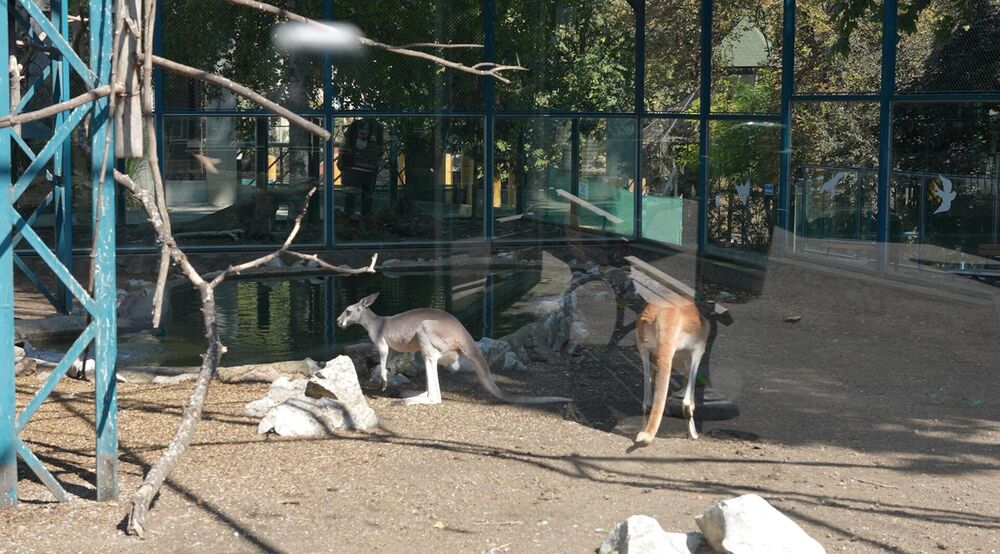 Životinje u Beo zoo vrtu