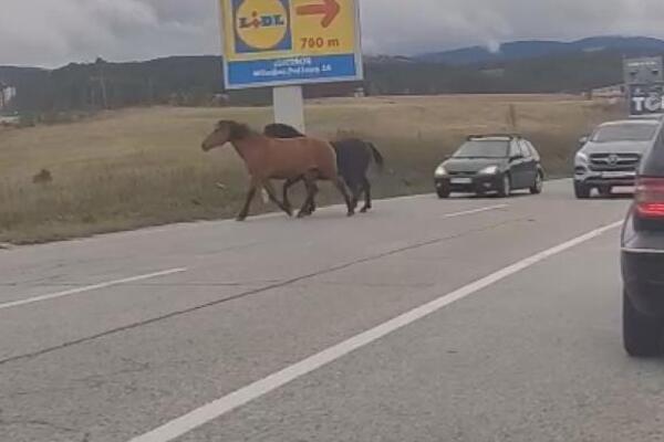 Konji zaustavili saobraćaj na Zlatiboru, bili su preplašeni: Vozači odmah reagovali (FOTO)