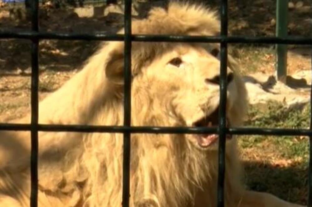 Uginuo beli lav Dušan, najstariji stanovnik Zoo vrta u Boru: Bio je jedan od najomiljenijih