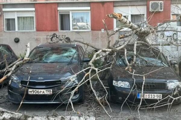 Grane popadale, prizor šokirao Novosađane: Čudo da neko nije poginuo, pogledajte! (FOTO)