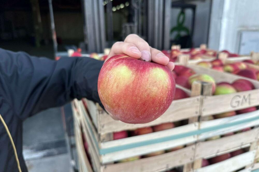 Biće domaćeg soka i džema! Jabuke fenomenalnog kvaliteta rodile odlično uprkos suši, evo šta ih je spasilo (FOTO)