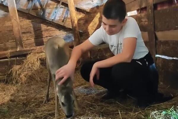 Dok je brao jagode u šumi, Nikola čuo tužne zvuke: Usledilo je prijateljstvo o kojem se čuje samo u pričama! VIDEO