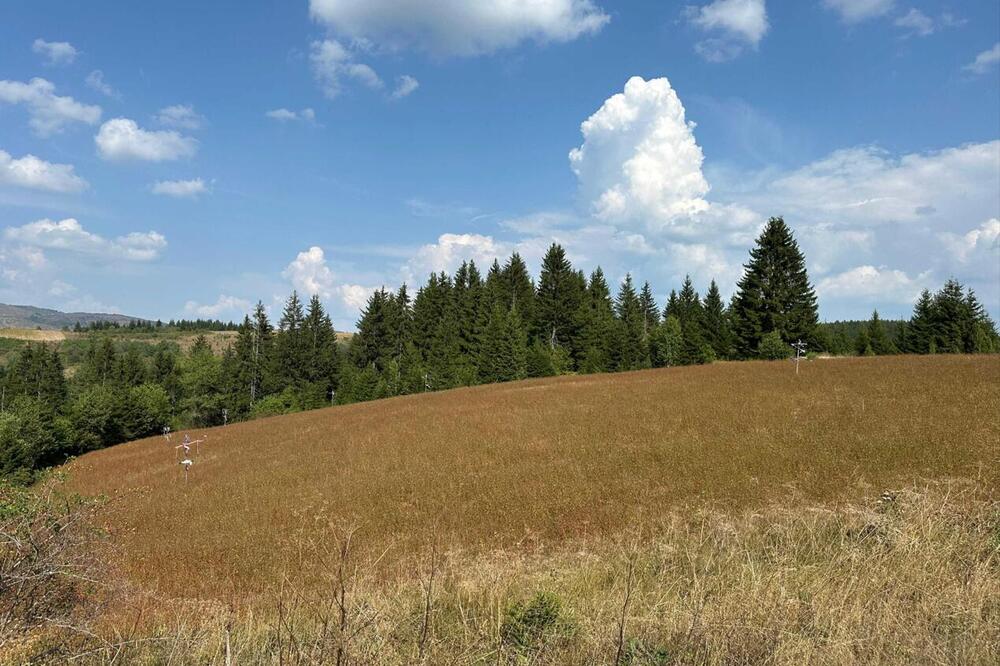 Za ovu biljku kažu da je kraljica novovaroških pobrđa: Od nje prave čak i med neobične boje i ukusa (FOTO)