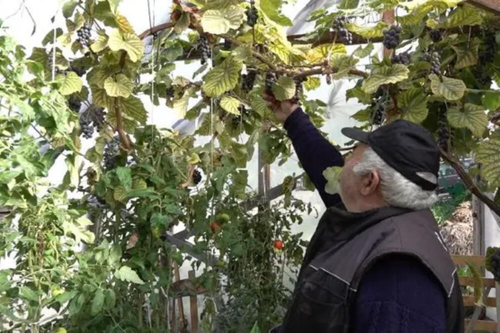 Kod Miloša na planini Javor desilo se pravo čudo: Voćka rodila na 1.000 metara nadmorske visine, sortu ovako nazvao