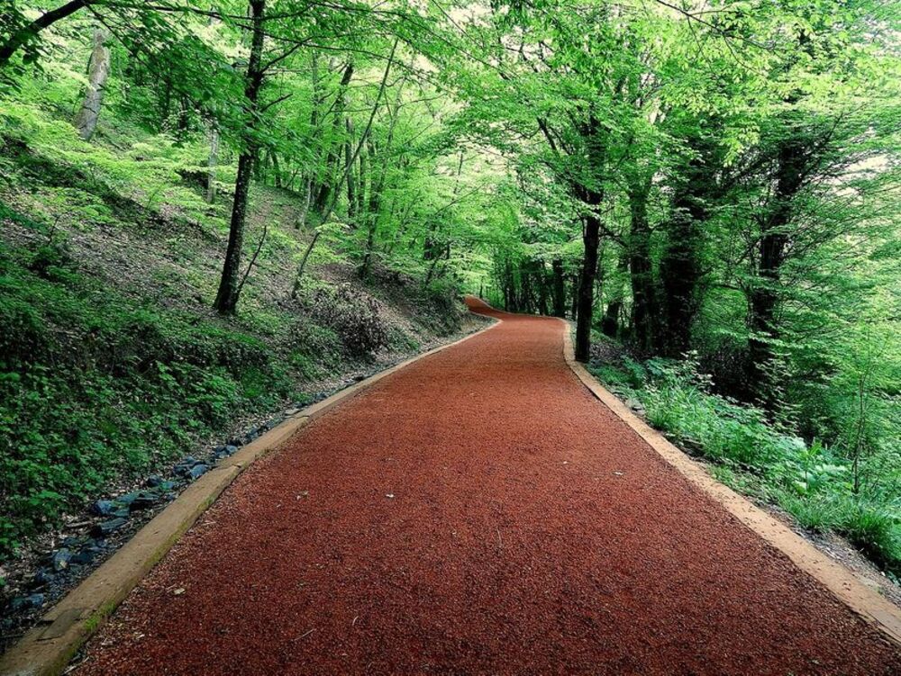 Staza kroz istanbulsku Beogradsku šumu, najpoznatiji park u Republici Turskoj