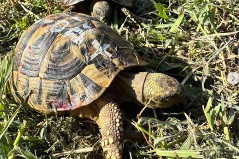 Spašene jadne kornjače vezane lancem na Tamiškom keju: Ove ljudske odrone treba zatvoriti i baciti ključ! Strašno!