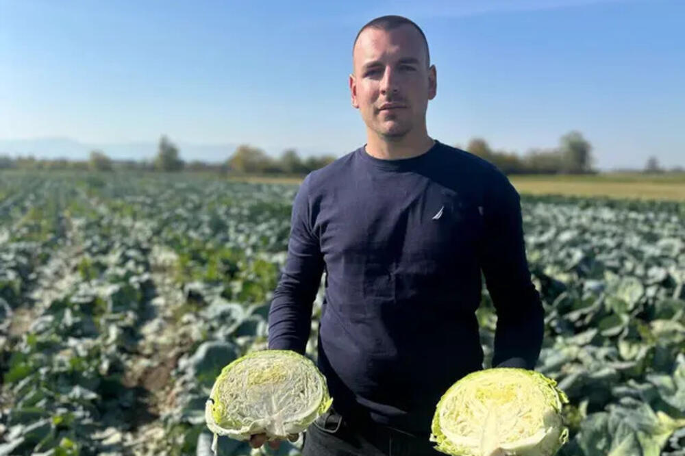 Na polju mladog povrtara Dobrice kupus odlično rodio! Sve što obere proda, a evo šta se dešava sa cenom (FOTO)