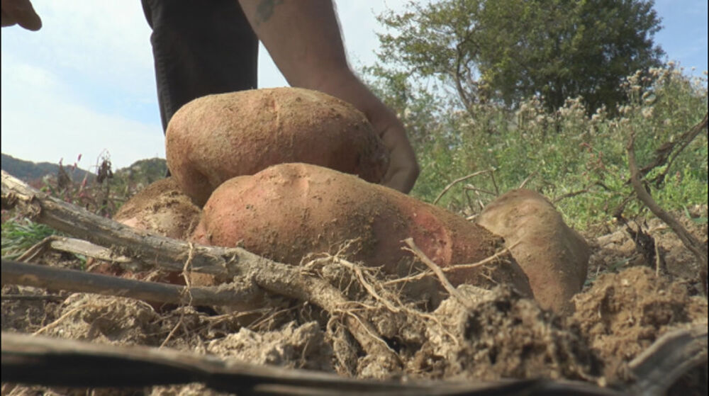 Krompir težak 1,6 kilograma