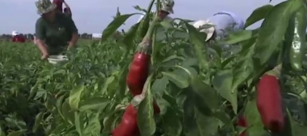 Začinska paprika