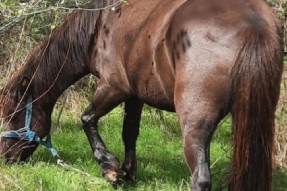 Stanojlu iz Prćilovaca nestala kobila Dora: On nudi nagradu onome ko je pronađe, tri dana nije spavao!