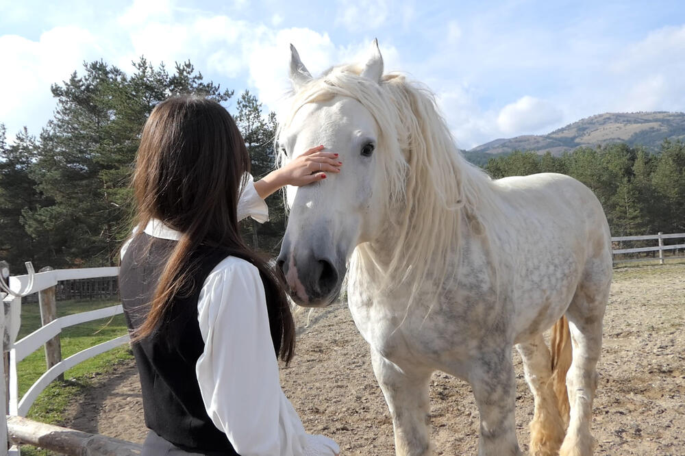 Prelepi džin kakvog Srbija nije videla: Medo i Sultan su najteži konji u čitavom regionu, morate ih videti (FOTO)