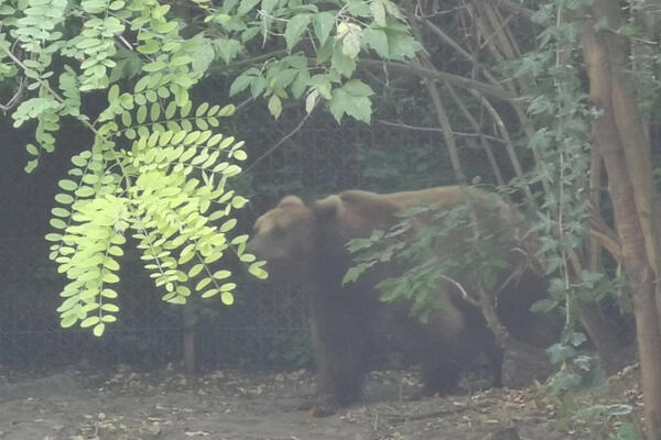 Incident u pljevaljskom selu Jugovo: Meče upalo u bunar, pa nastradalo